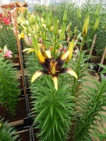 [4067 Lion Heart Mak No201.JPG]